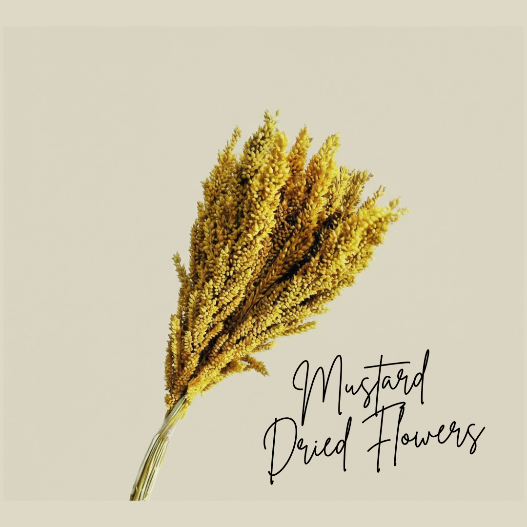 Mustard Dried Flowers